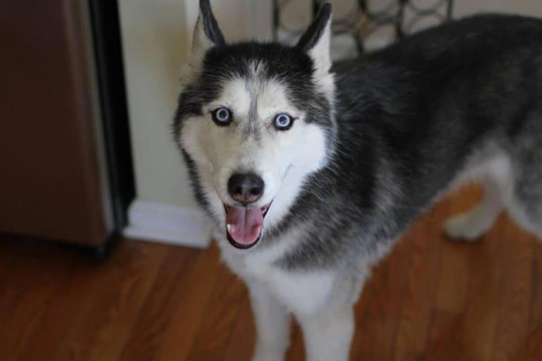 The husky that seemed to say 'I love you' and became a viral internet ...