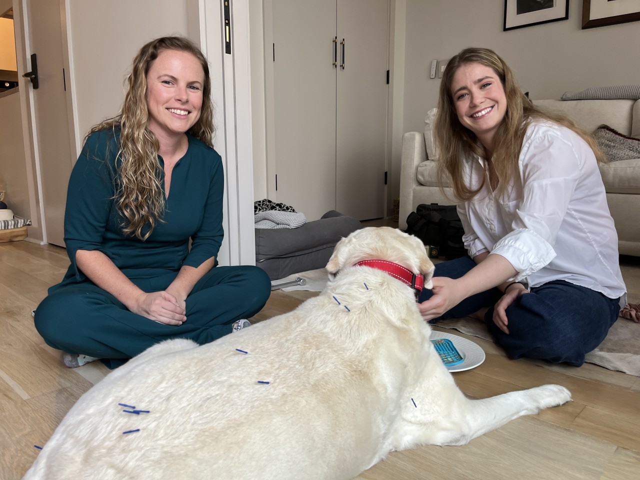 The vet whose career took off when she began doing acupuncture for pets