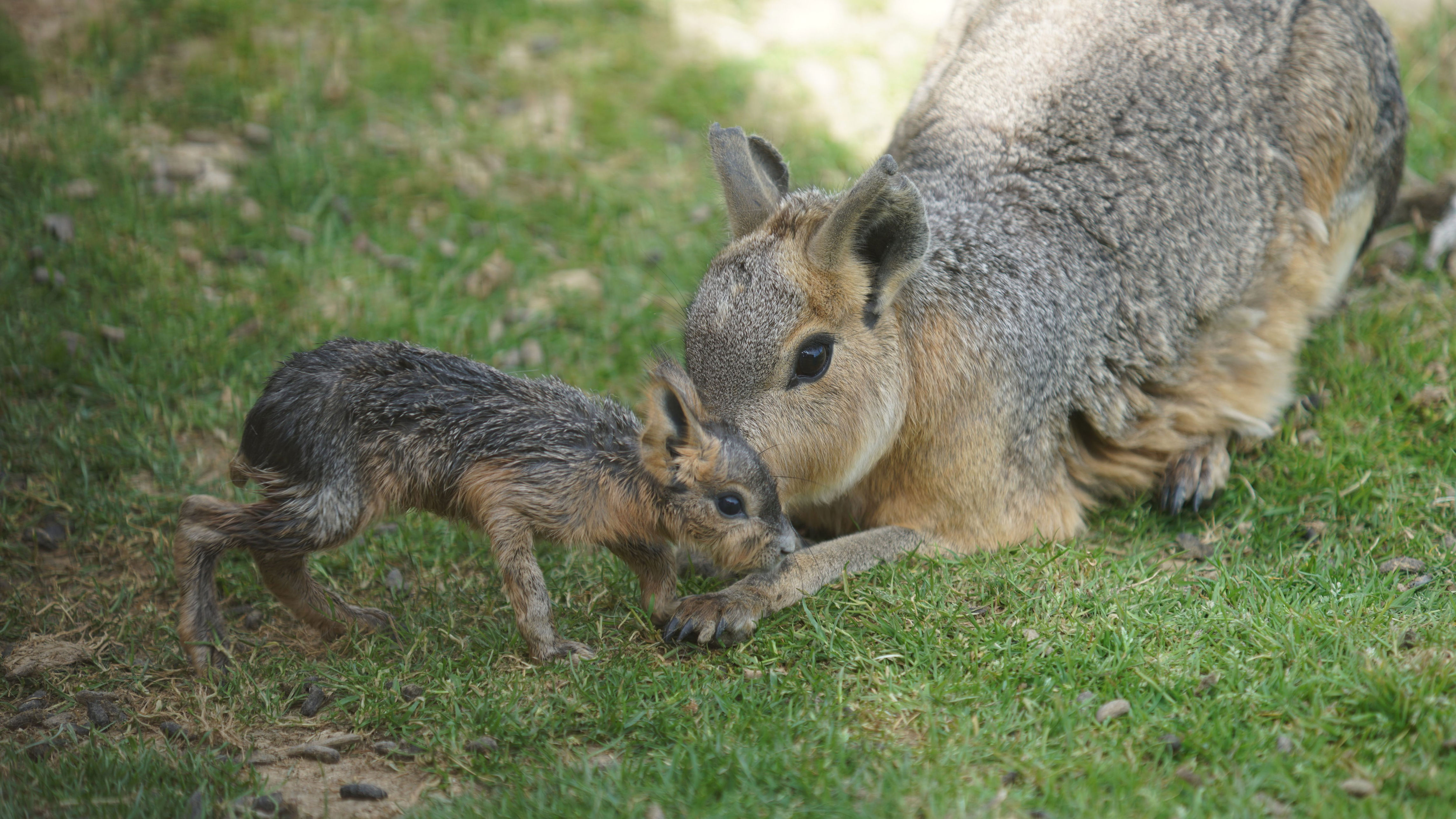 « Trop mignon » : le premier bébé mara, ce rongeur quasi menacé ...