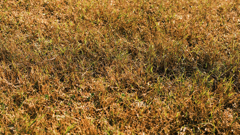 How to spot and stop red thread before it spreads across your lawn