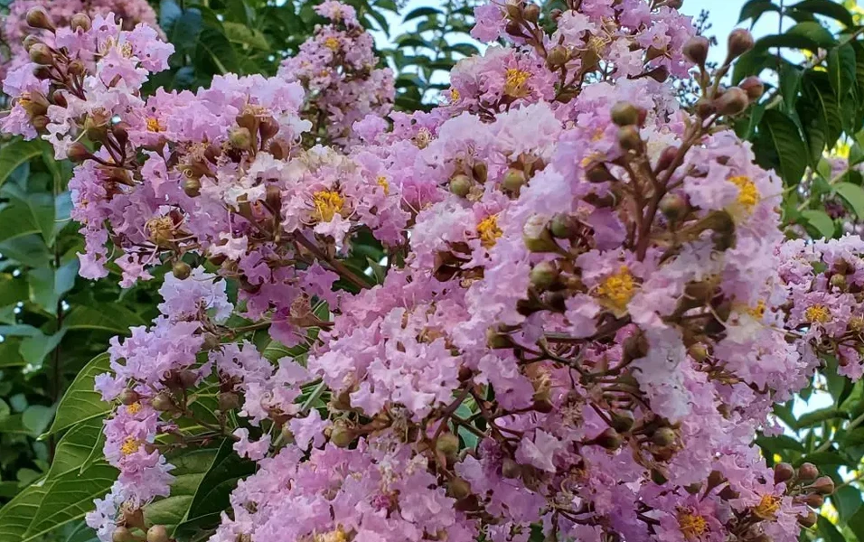 Crape myrtle care made simple for stunning blooms