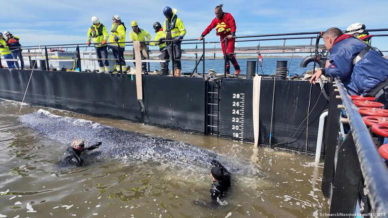 Dead humpback whale off Denmark is 'Timmy'