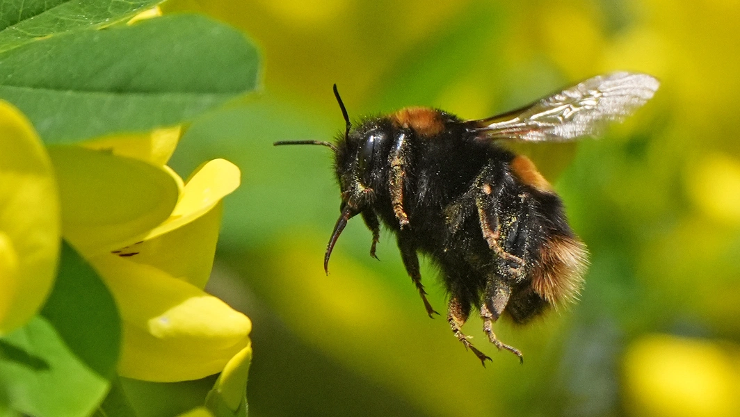 Turn your yard into a pollinator paradise