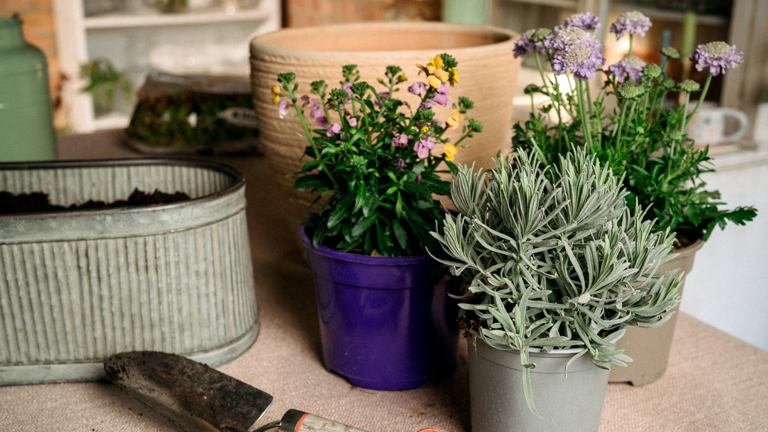 Petals & roots: How to create a spring patio container that bees and ...