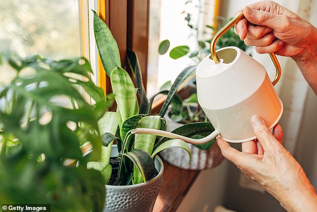 Houseplants are the NASA-approved hack for keeping your home cool naturally this summer