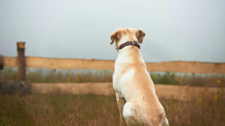 His best friend is a farm cat who disappeared—now this yellow lab ...