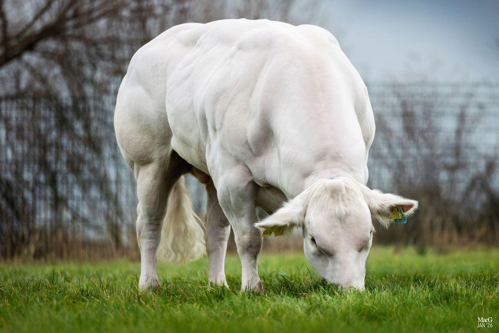 Thor PP: The bull that takes a job out of the system