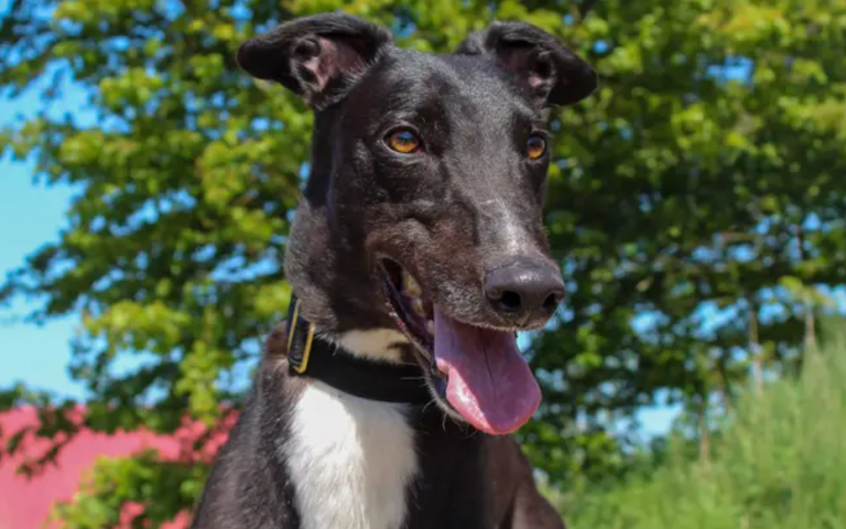 21 adorable Dogs Trust canines looking for their forever homes in the ...