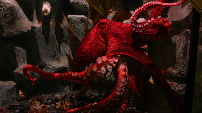 An octopus mother is born to die, and the science is more brutal than ...