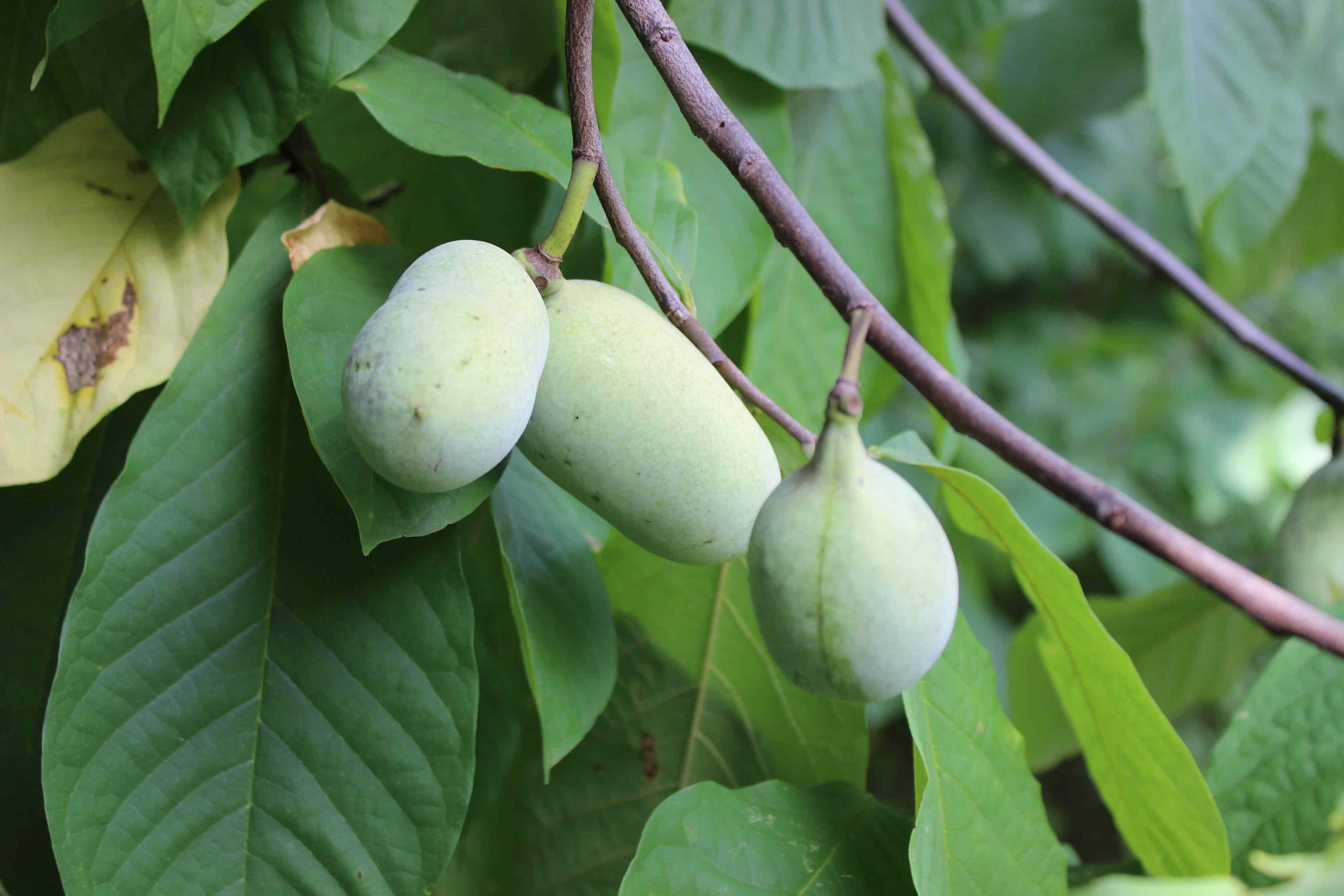 How to grow a native pawpaw tree in your own backyard