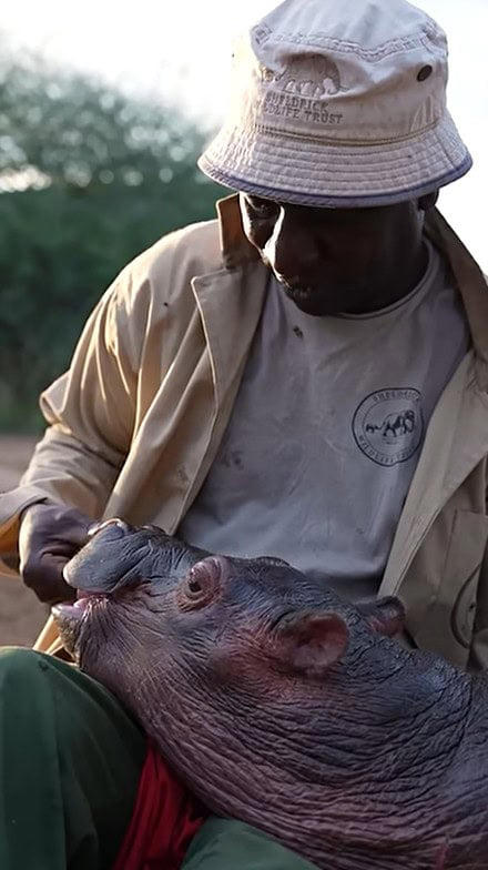 Bumpy the baby hippo was hours from death. Now he’s a world-famous ...