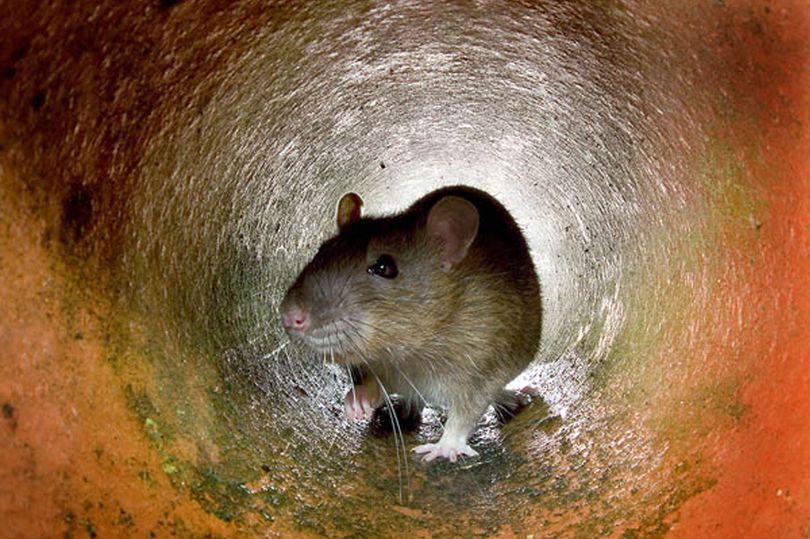 Infected sewer rats could spread hantavirus and cause all hell to break ...