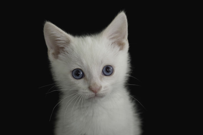 10 adorable white and Siamese kittens available for adoption