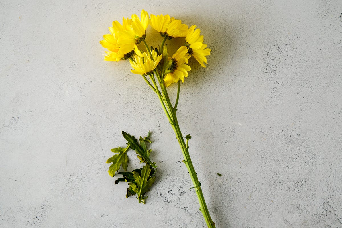 flower.jpg