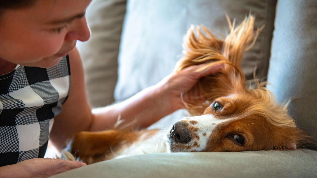 Experts share subtle signs of dog affection and breed fit tips