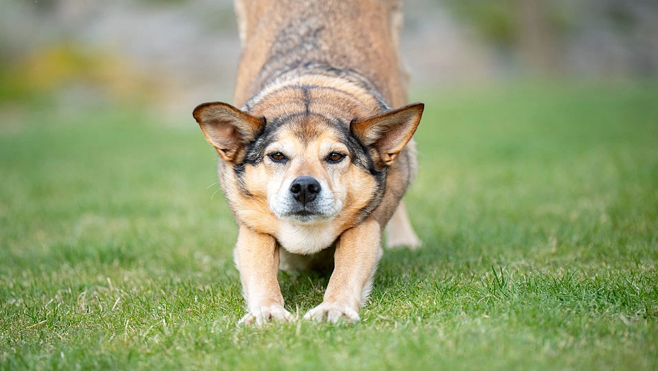 Experts share subtle signs of dog affection and breed fit tips