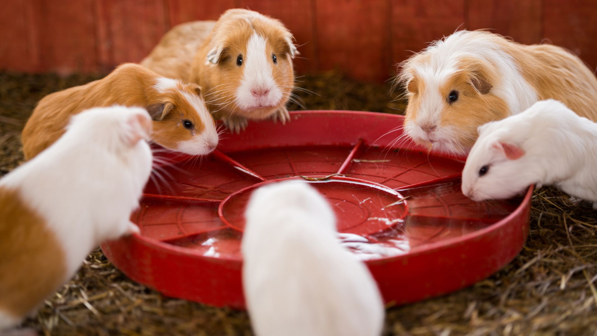 Photo inspiration: Guinea Pig Nutrition Handbook Reference: Tips For Taking Care Of Guinea Pigs