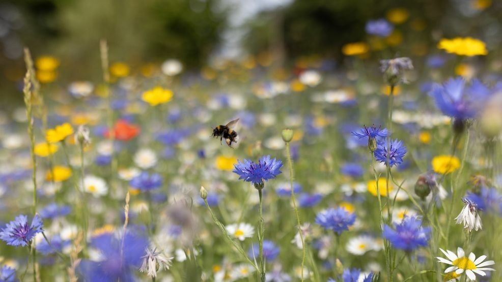 Pollen count: How it’s measured and what it means for seasonal allergies