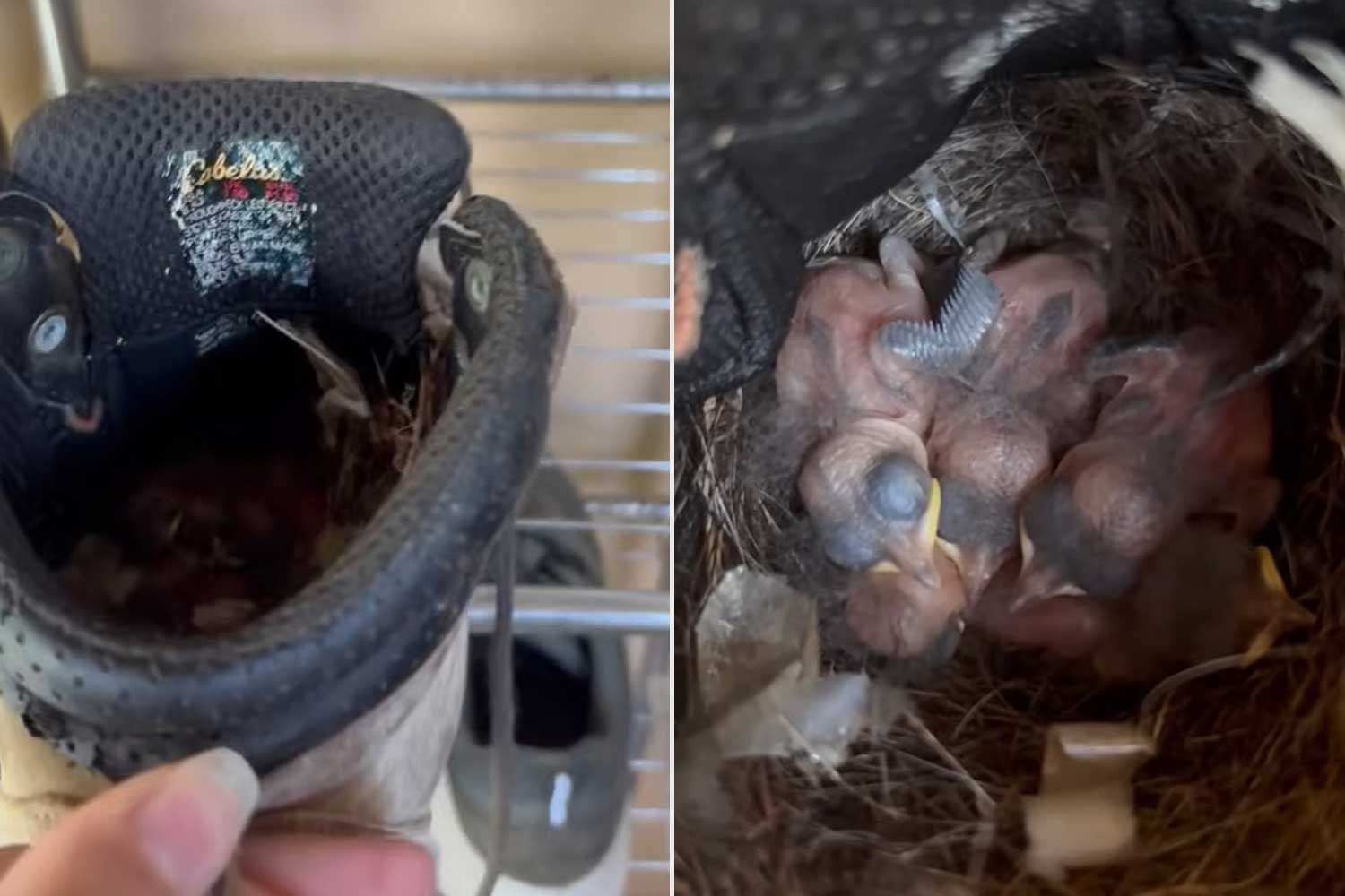 Woman surprised to find newly hatched baby birds nesting inside an old ...
