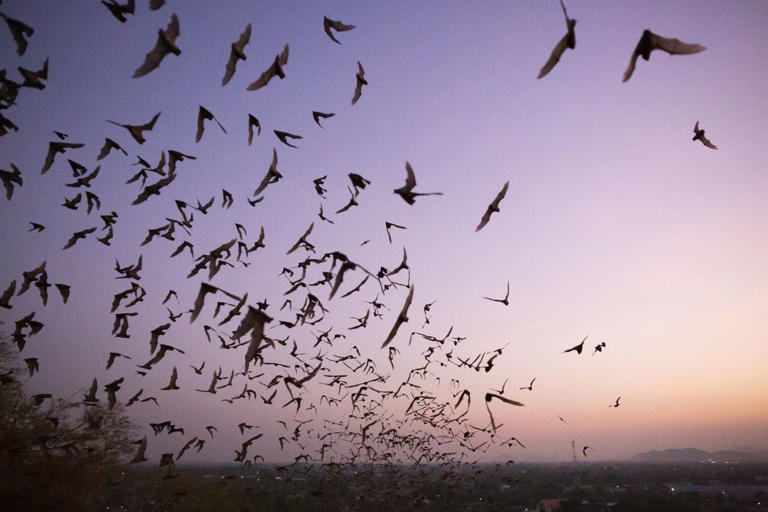 Should you be concerned about bats flying around your garden? Here’s ...