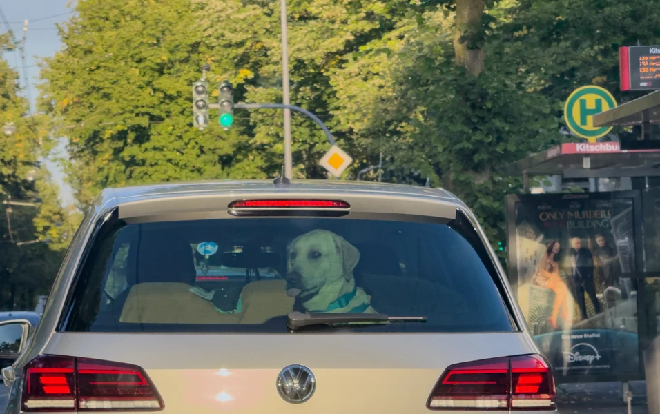 Reading the secret signs of a happy dog