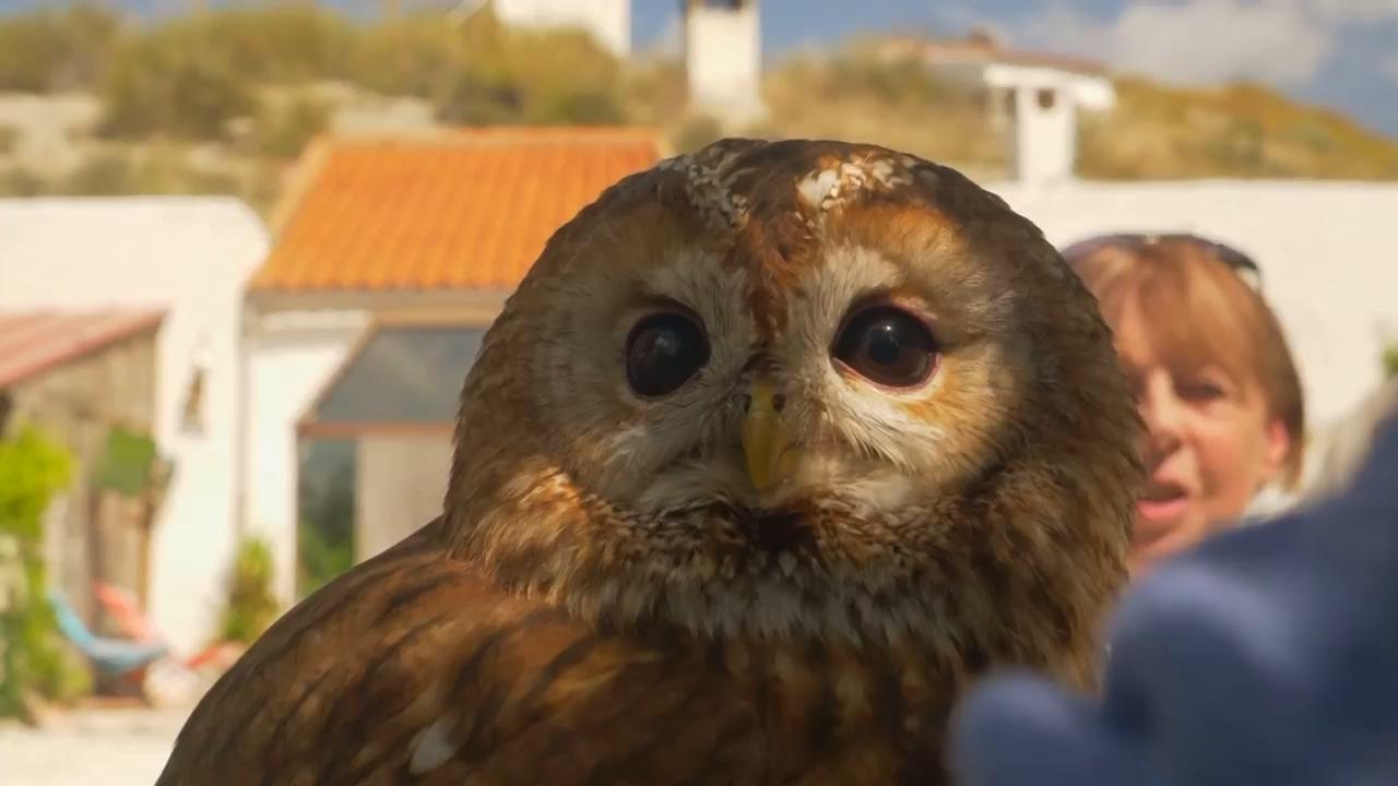 What a hoot: Come meet the rescue owls in a Spanish sanctuary