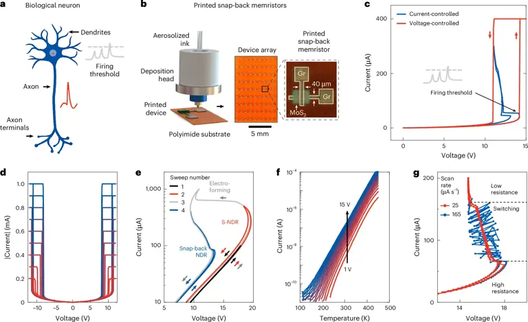 Printed artificial neurons can communicate with living brain cells