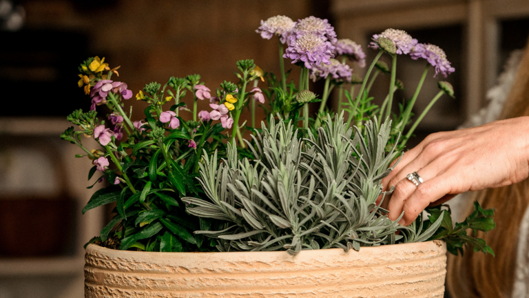Petals & roots: How to create a spring patio container that bees and ...