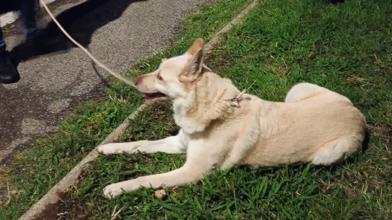 Livorno, cane spaventato vaga in mezzo alla strada: salvato da un ...