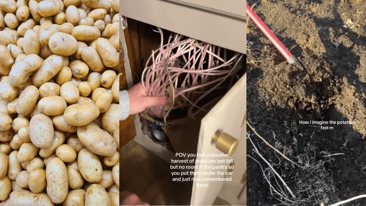 Michigan woman opens a cupboard with potatoes from fall. What she finds ...