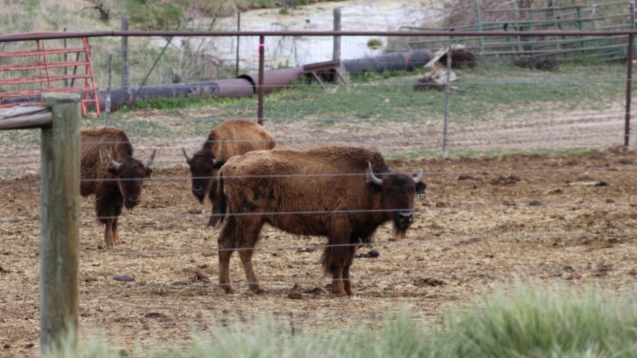 Nearly 100 bison seized in northwest Colorado neglect case