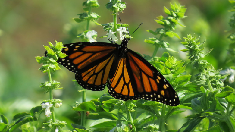 Plant this herb next to basil to fill your garden with birds and ...