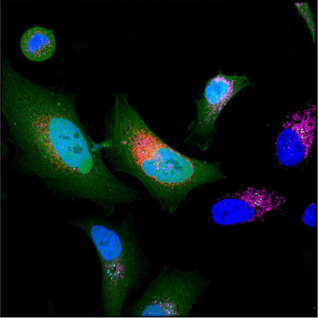 Scientists discover over 1,700 'dark' proteins hidden in human cells