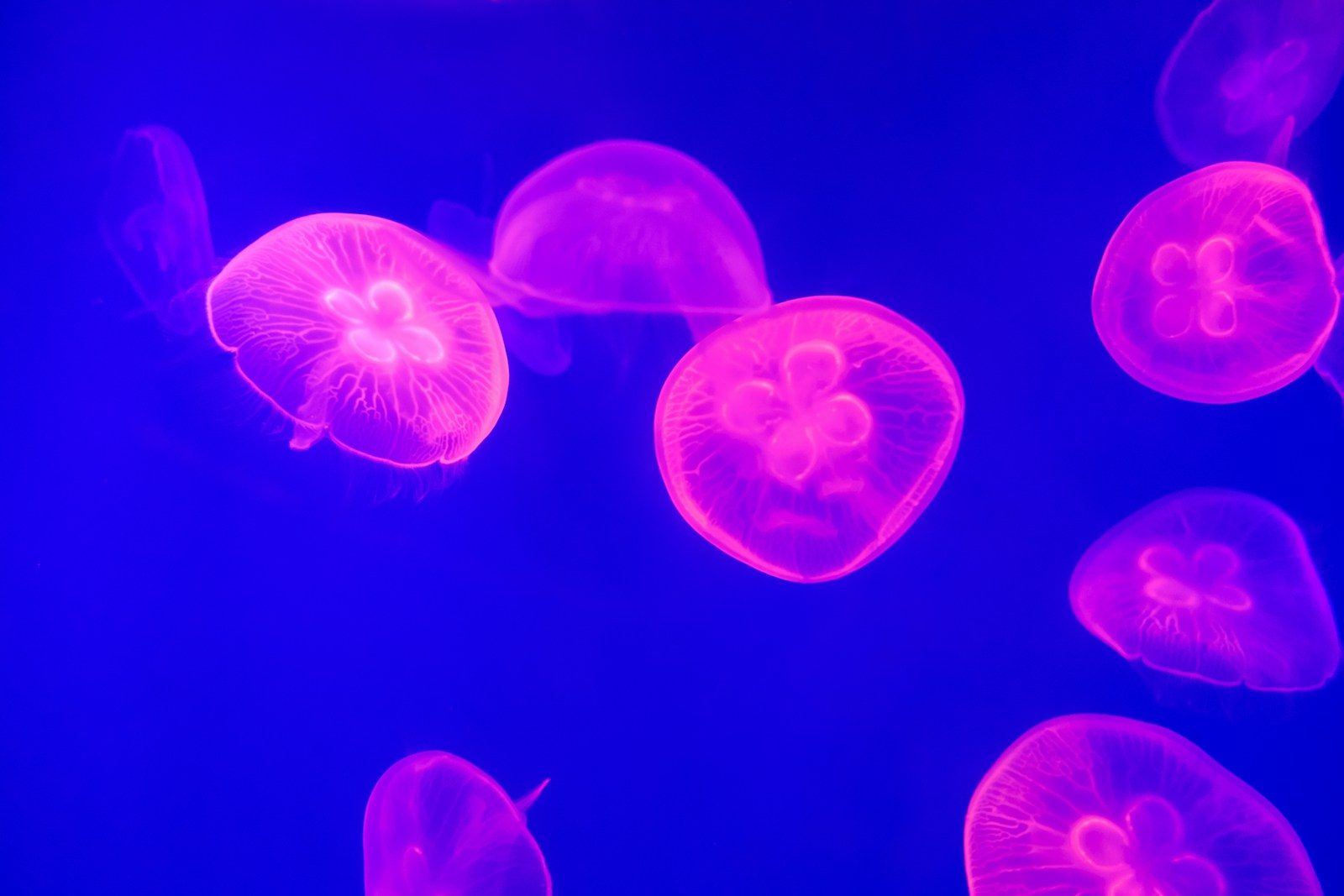 The most dangerous creatures beneath the waves