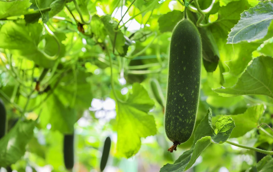 Morning pollination key to preventing cucumber crop loss