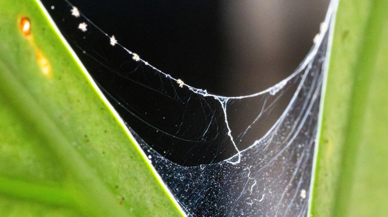 What to do if your hydrangeas are covered in spider mites