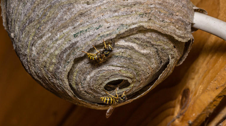 What to do if you spot a swarm of yellowjackets around your home or yard