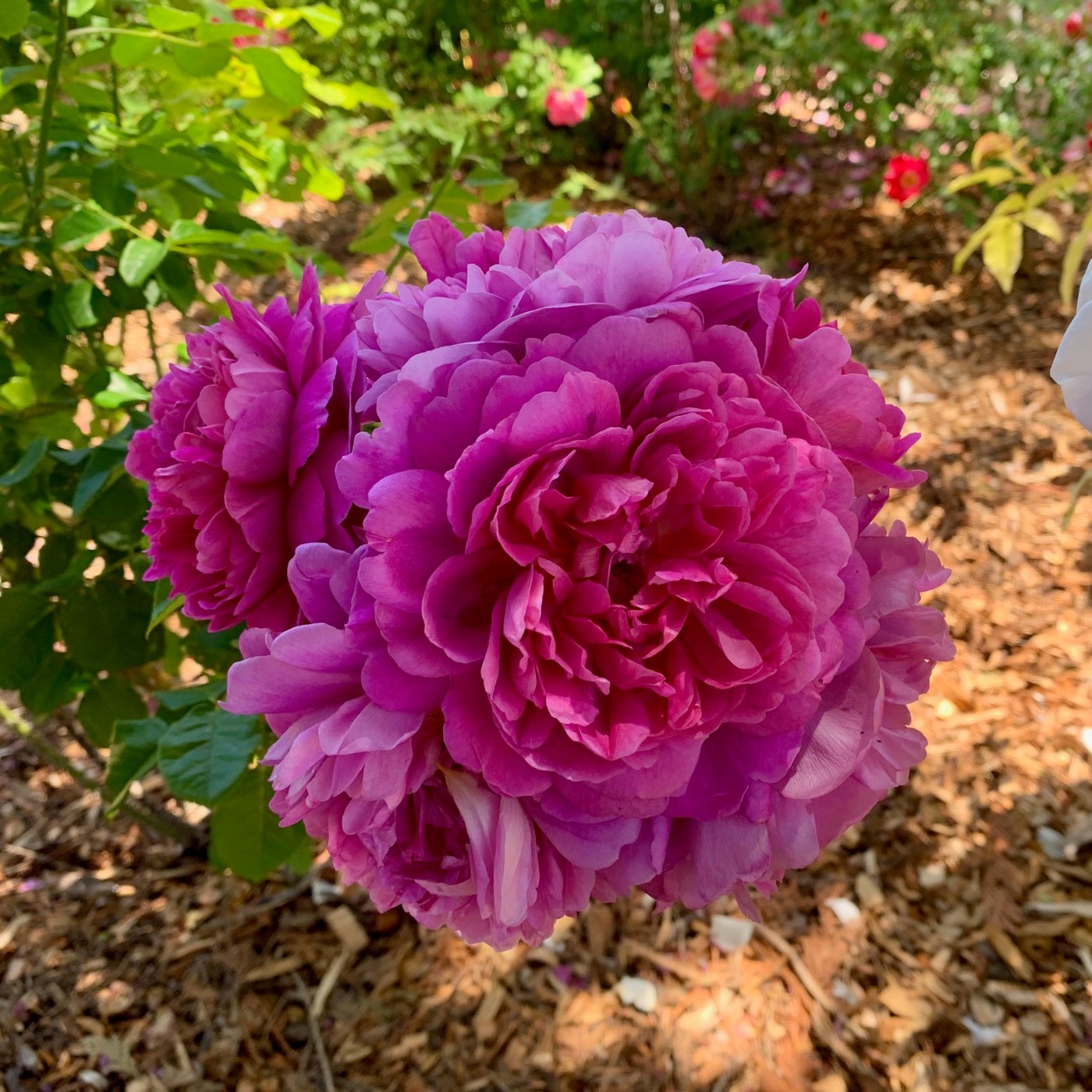 Tom Karwin, on gardening: Garden roses in bloom