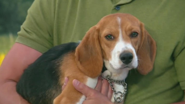 Beagles sent to NYC from Midwest test lab will all be adopted: Shelter