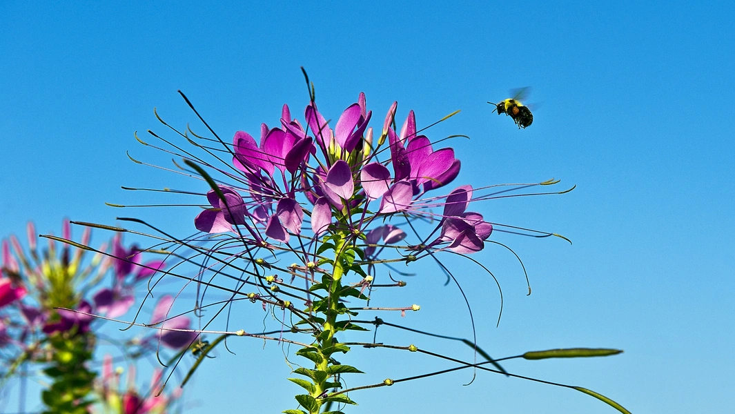 Experts share May planting strategies to boost pollinators fast