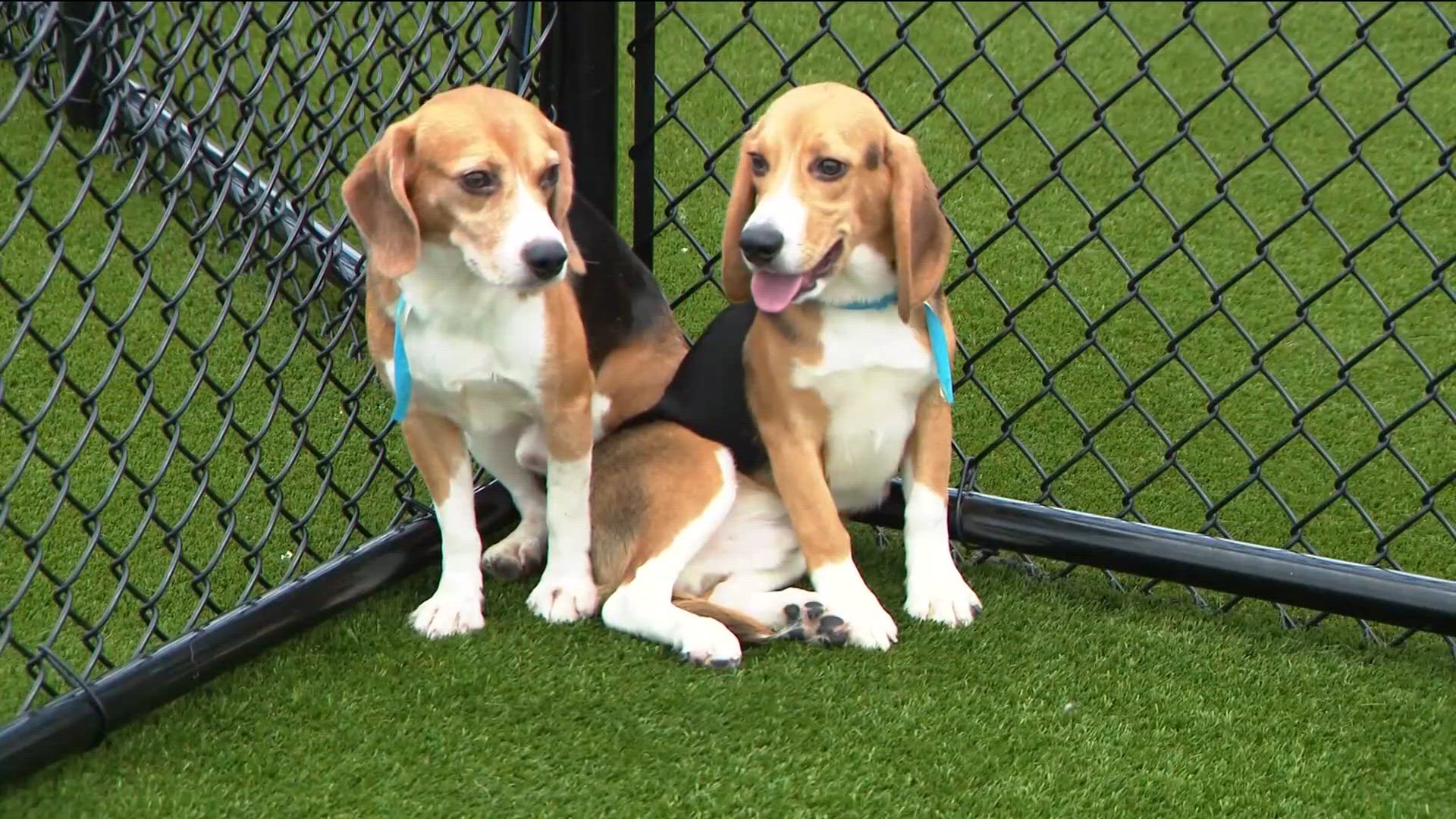 Animal Humane Society takes in dozens of dogs released from Wisconsin's ...