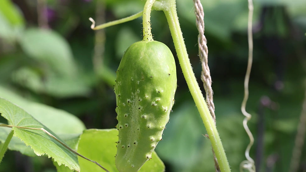 Morning pollination key to preventing cucumber crop loss