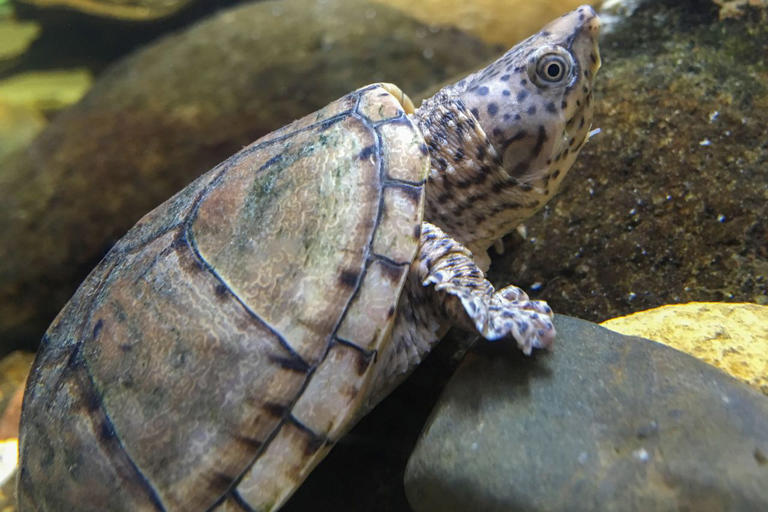 California man accused of trying to illegally export 292 trafficked turtles