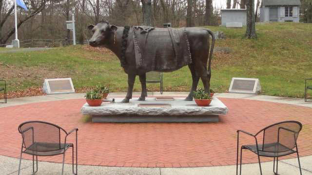 How a runaway cow escaped the slaughterhouse and became an animal ...
