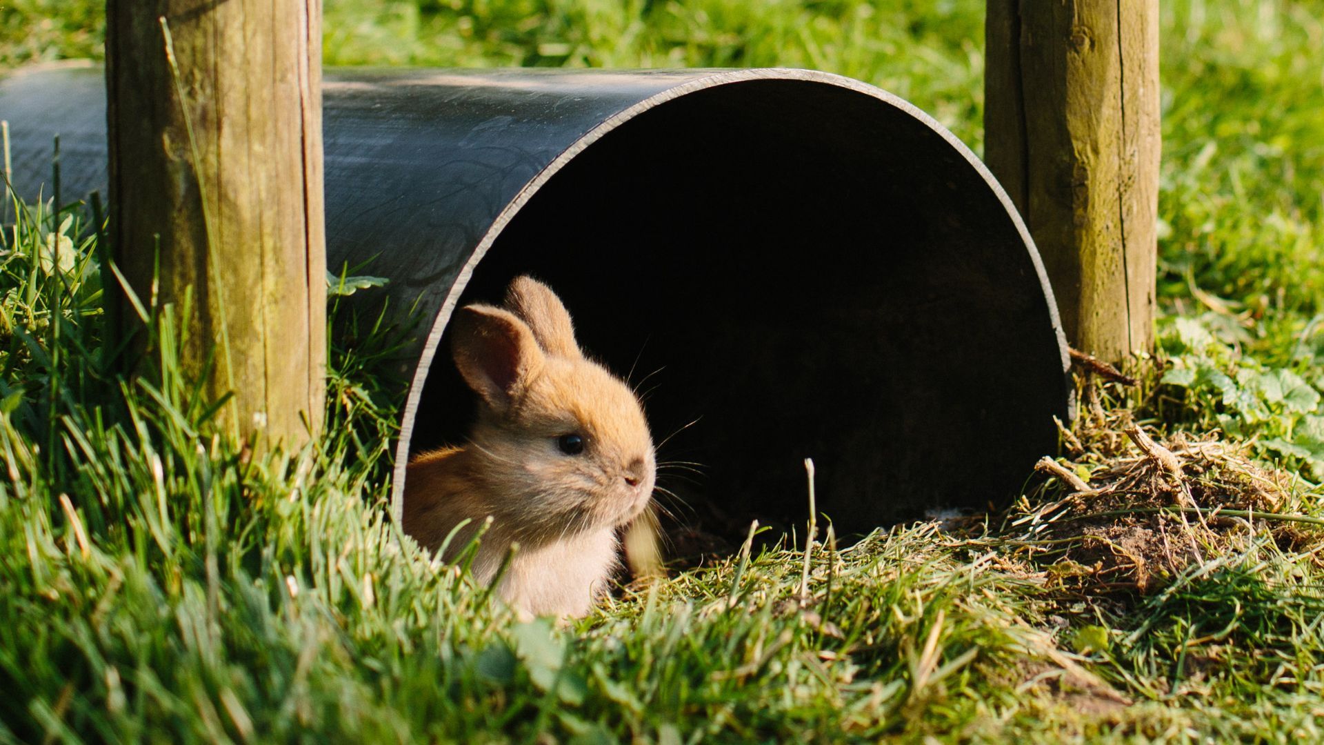 Things only rabbit owners can relate to