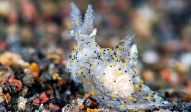 Tiny 'sesame seed' sea slug found off Taiwan is first new addition to ...