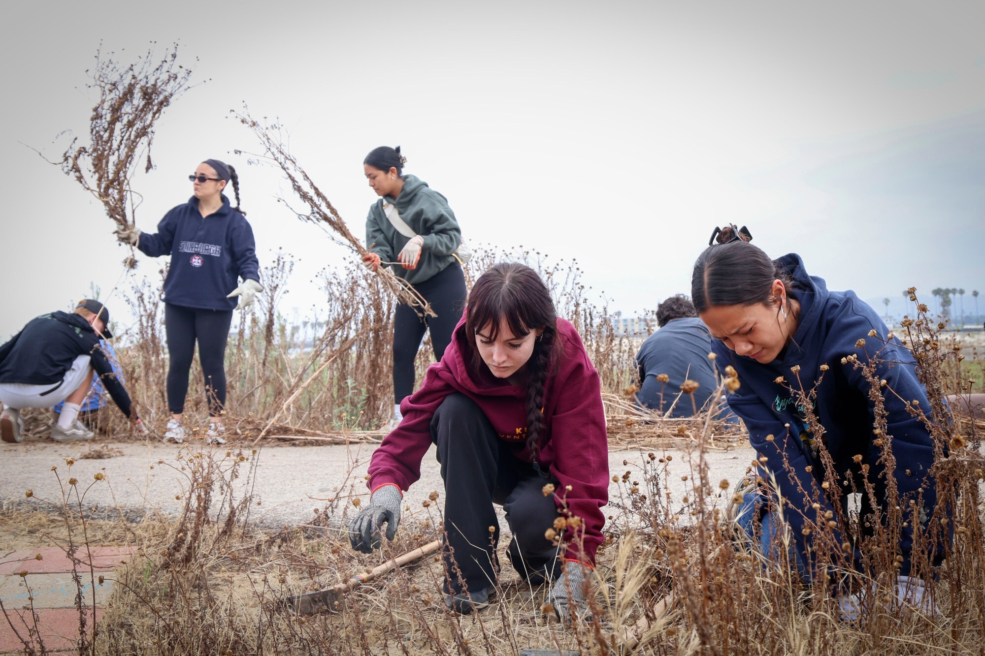 Volunteers attack invasive weeds in OB to conclude 9-day San Diego ...
