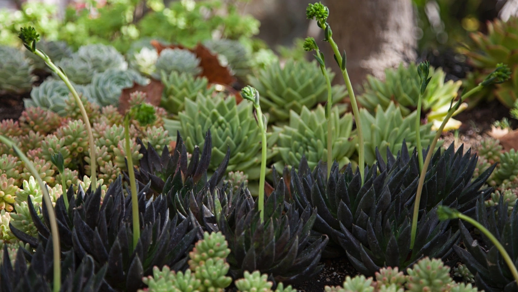 Cactus care tips for thriving plants
