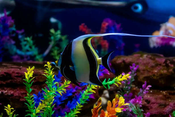 10 beautiful fish with surprisingly long lifespans