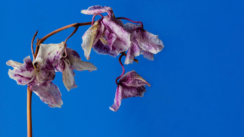 Telltale signs your orchids are in trouble